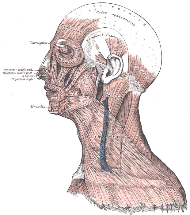 <p>Muscular and Fibrous Structures of the Head, Face, and Neck