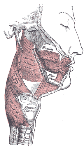 <p>Muscles of the Cheek and Pharynx