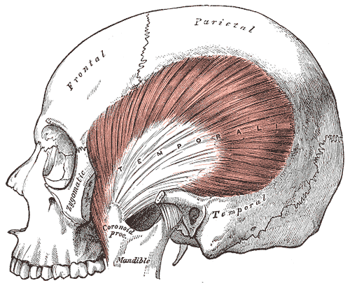 <p>Muscles of Mastication and Bones of the Skull, Zygomatic, Frontal, Parietal, Temporal, Occipital, Mandible, Coronoid Proce