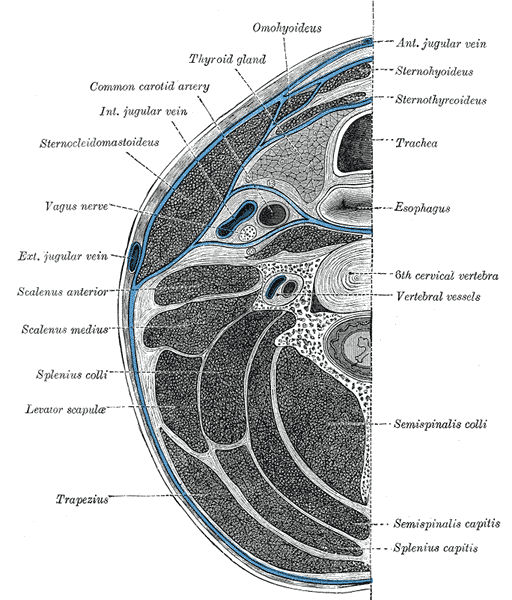 <p>Cervical Fascia Layers, Anterior Jugular Vein, Sternohyoideus, Sternothyroideus, Trachea, Esophagus, 6th Cervical Vertebra