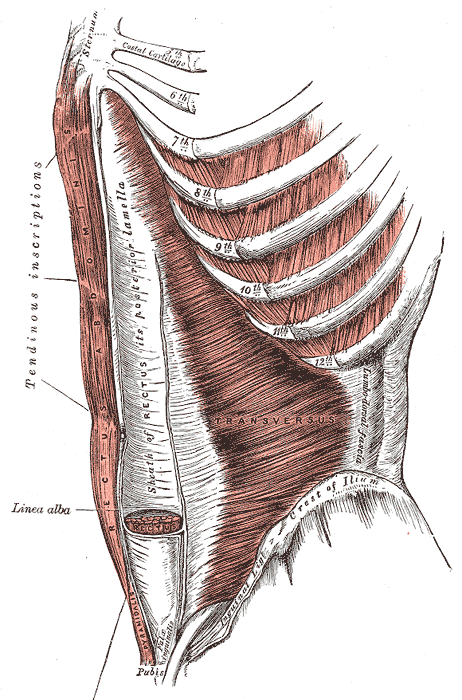 <p>Internal Abdominal Muscles