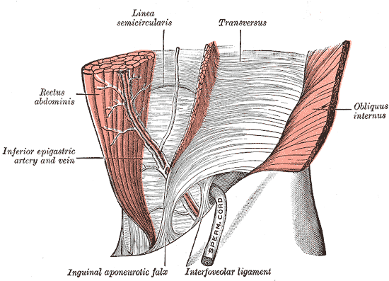 <p>Arcuate line of Ilium, Linea Semicircularis, Transversus, Obliquus Internus, Rectus Abdominis, Inferior epigastric artery 