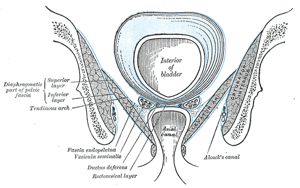 <p>Anatomy of the Pelvic Floor, Interior of bladder, Anal Canal, Diaphragmatic part of pelvic fascia; Superior Layer and Infe