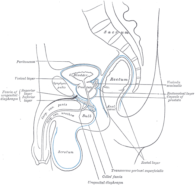 <p>Median Sagittal Section of Male Pelvis Anatomy