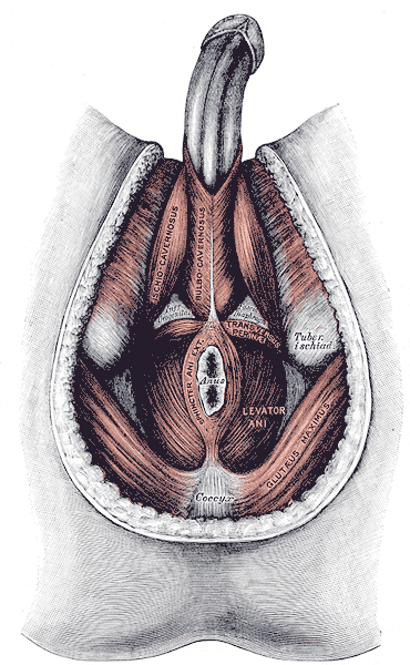 <p>Muscles of the Male Perineum