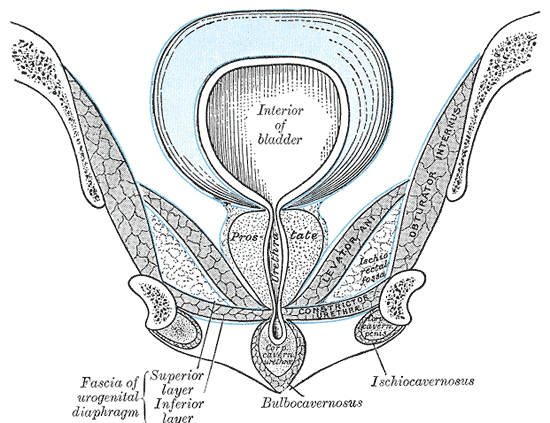 <p>Perineal Membrane, Superior and Inferior Fascia of Urogenital diaphragm, Prostate, Urethra, Interior of Bladder, Bulbocave