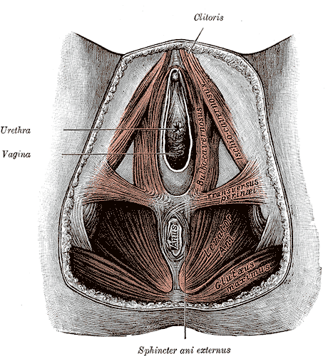 <p>Perineal Membrane of a Female, Clitoris, Urethra, Vagina, Bulbocavernosus, Ischiocavernosus, Transversus perineal, Levator Ani, Gluteus Maximus, Anus, Sphincter ani externus