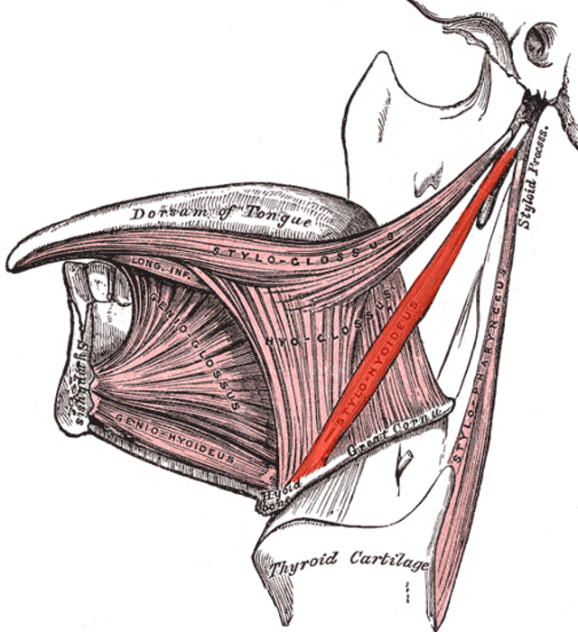 <p>Illustrated Image&nbsp;of the Stylohyoid Muscle. This illustration of the stylohyoid muscle is highlighted in red.</p>