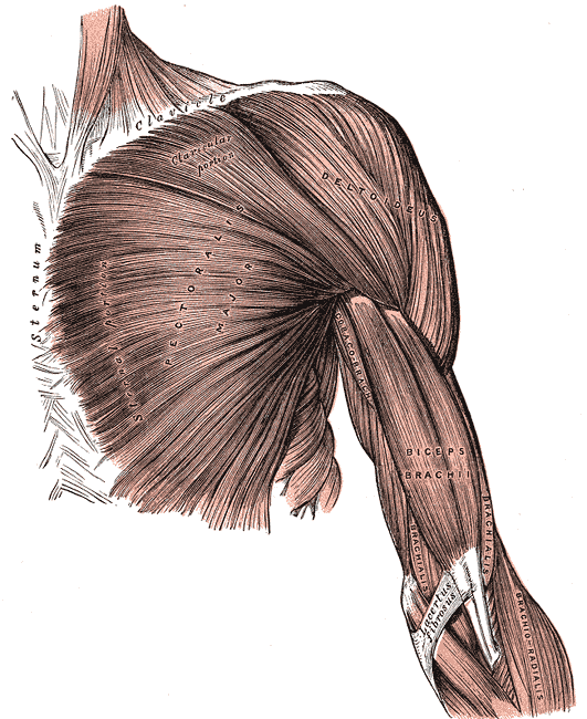 <p>Superficial Muscles of the Chest and Shoulder