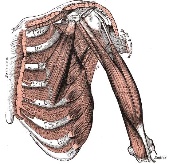 <p>Internal muscles of the chest and shoulder, Pectoralis, Deltoid, Subclavius, Costal Cartilages, Ribs, Pectoralis Minor, Se