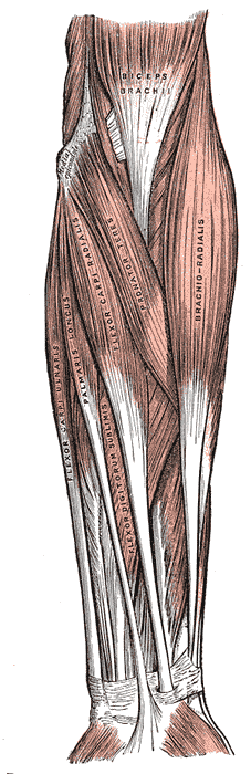 <p>Forearm Muscles
