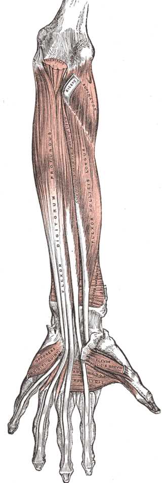 <p>Muscles and Fascia of the Forearm, Brachialis, Biceps, Supinator, Flexor digitorum profundus, Flexor pollicis longus, oppo