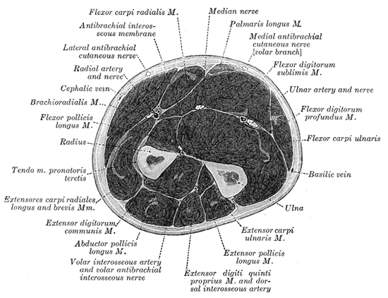 <p>Cross section of the Forearm, Radius, Ulna, Muscles and Fasciae of of the Forearm</p>