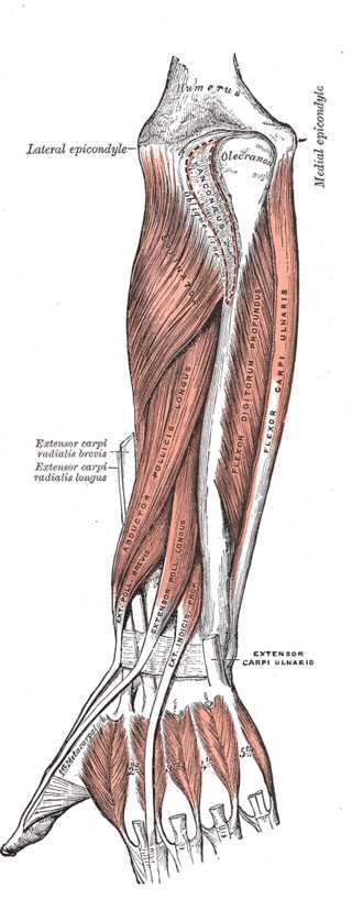 <p>Muscles of the Forearm, Wrist, and Hand