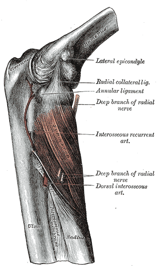 <p>Anterior Compartment of the Forearm, Humerus, Lateral Epicondyle, Radial collateral ligament, Annular ligament, deep branc