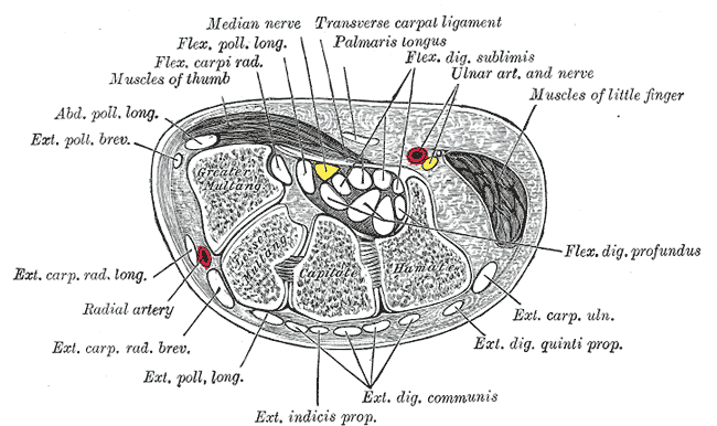 <p>Carpal Tunnel Cross Section. This illustration shows the structures inside the carpal tunnel.</p>