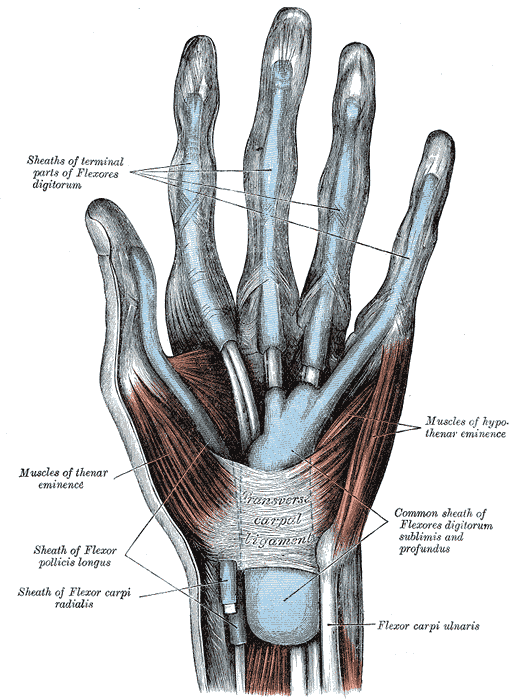 <p>Muscles and Fascia of the Hand, Sheaths of terminal parts of Flexores digitorum, Muscles of thenar eminence, Muscles of hy