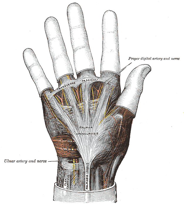 <p>Hand Ligaments and Fascia
