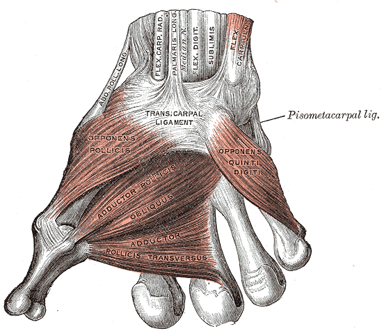 <p>Muscles of the Thumb, Ligaments of the Wrist, Abductor pollicis longus, Flexor Carpal Radialis, Palmaris Longus, Median Ne