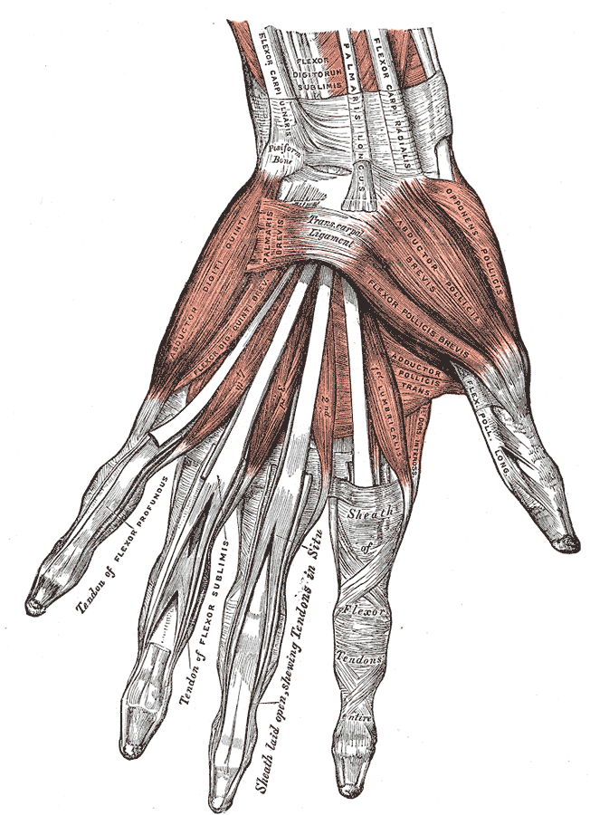 <p>Muscles and Ligaments of the Hand; Anterior View, Flexor Carpi Ulnaris, Flexor Digitorum Sublimis, Palmaris Longus, Flexor
