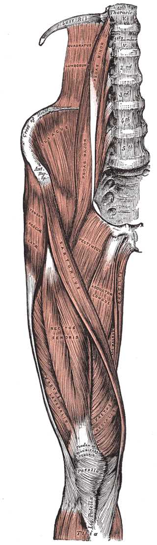 <p>Right Hip and Femoral Muscles, Anterior View