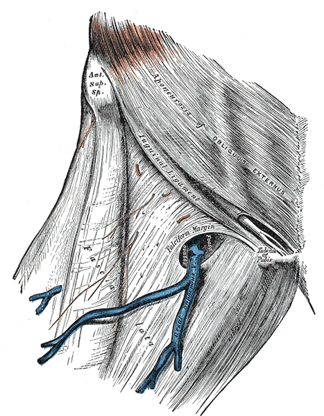 <p>Cribriform Fascia, Aponeurosis of Obliques Externus, Anterior Superior Spine, Inguinal Ligament, Fascia Lata,</p>
