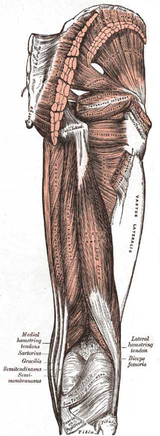 <p>Muscles of the Hip and Thigh