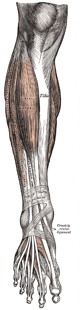 <p>Muscles and Structures of the Leg, Tibia, Tibialis Anterior, Extensor Digitorum Longus, Peroneus Longus and Brevis, Perone