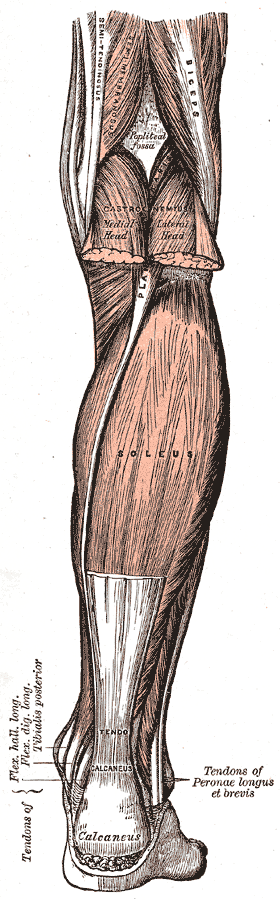 <p>Muscles and Structures of the Leg, Semi-tendinosus, Biceps, Semimembranosus, Popliteus Fossa, Gastrocnemius, Soleus, Tendo