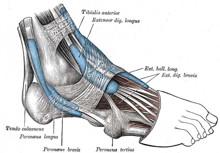 <p>Muscles Tendons and Ligaments of the Foot, Trans Crural Ligament, Tibial Anterior, Extensor Digiti Longus, Tendo Calcaneus