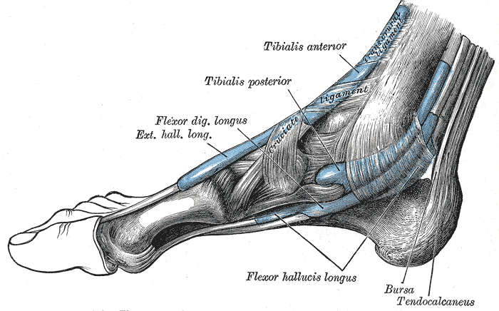 <p>Extrinsic Foot Muscles