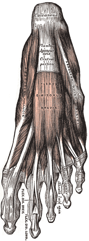<p>Muscles and Fascia of the Foot, Calcaneus, Plantar Aponeurosis Central portion, Abductor Quinti Digiti, Abductor Hallucis,
