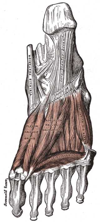 <p>Muscles of the Foot; Dorsal View, Tibialis Posterior, Long Plantar Ligament, Sheath of Peroneus Longus, Flexor Hallucis Br