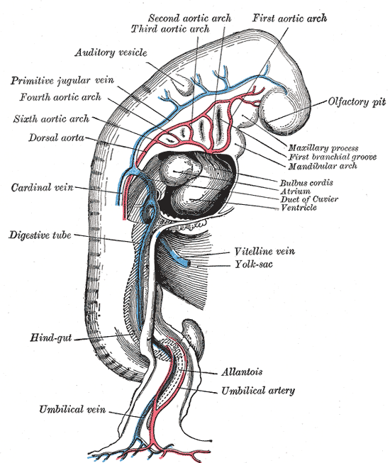 <p>Embryology; Aortic Arches; Primitive Jugular Vein, Olfactory pit, Auditory Vesicle, yolk sac, Allantois, Umbilical Artery 