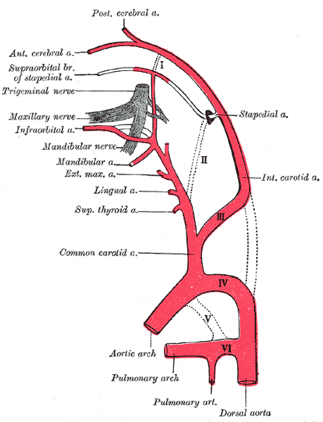 <p>Internal carotid artery branches, Embryology</p>
