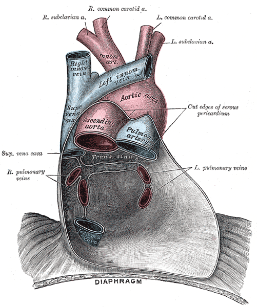 <p>Pericardium anatomy, Right Subclavian Artery, Right Common Carotid Artery, Left Common Carotid Artery, Left Subclavian Art