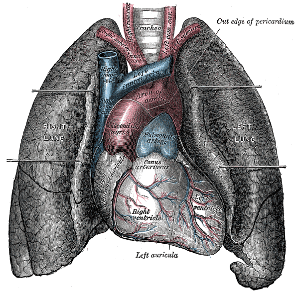 <p>Structures of the Heart and Lungs; Left and Right Lung, Trachea,</p>