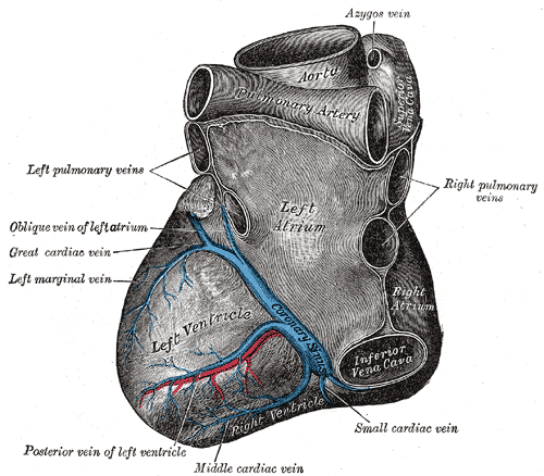 <p>Anatomy of the Heart from the Left, Left Atrium, Left Ventricle, Azygos vein, Aorta, Coronary Sinus, Posterior vein of lef