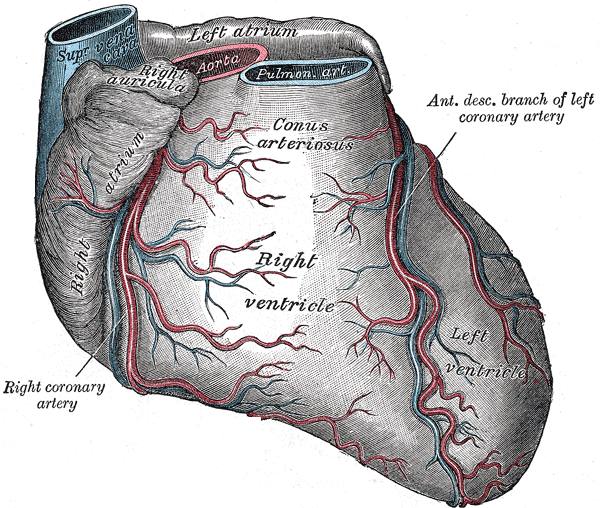 <p>Anatomy of the Heart