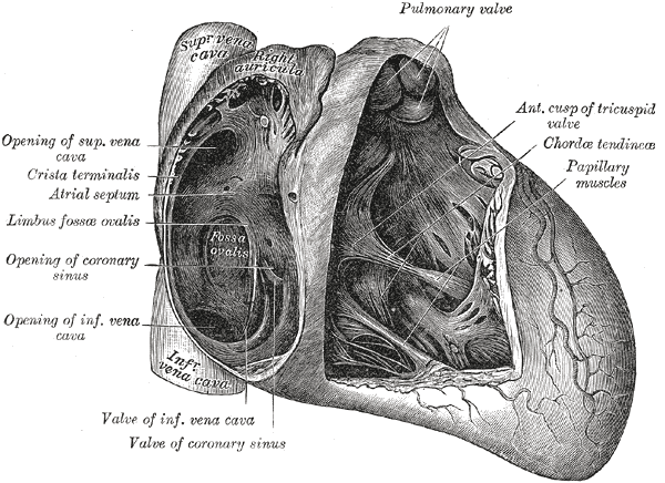<p>Anatomy of the Heart, Pulmonary valve, Anterior cusp of tricuspid valve, Chordae tendineae, Papillary muscles, Valve of co