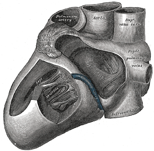 <p>Anatomy of the Heart from the left, Left Ventricle, Right Pulmonary Veins, Superior Vena Cava, Aorta, Pulmonary Artery, Le