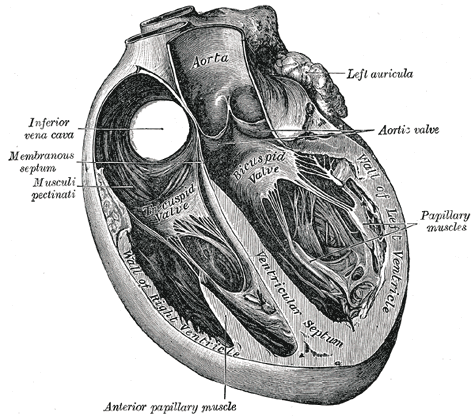 <p>Trans Sagittal Cross section of the Heart, Aorta, Left Auricula, Aortic Valve, Papillary muscles, Left Ventricle, Bicuspid