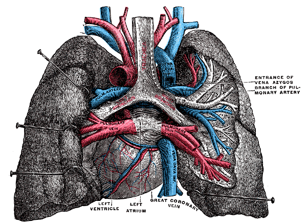 <p>Posterior View of Heart and Lungs, Entrance of Vena Azygos, Branch of Pulmonary Artery, Left Ventricle, Left Atrium, Great