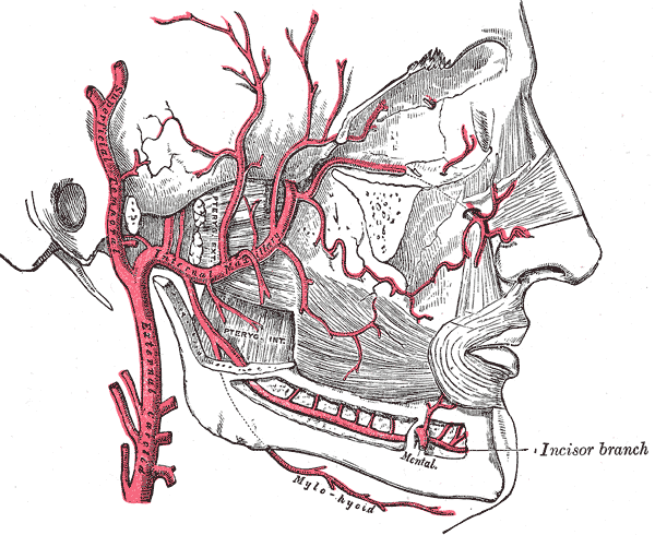 <p>Internal Arteries of the Face; Internal Maxillary, Superficial Temporal</p>
