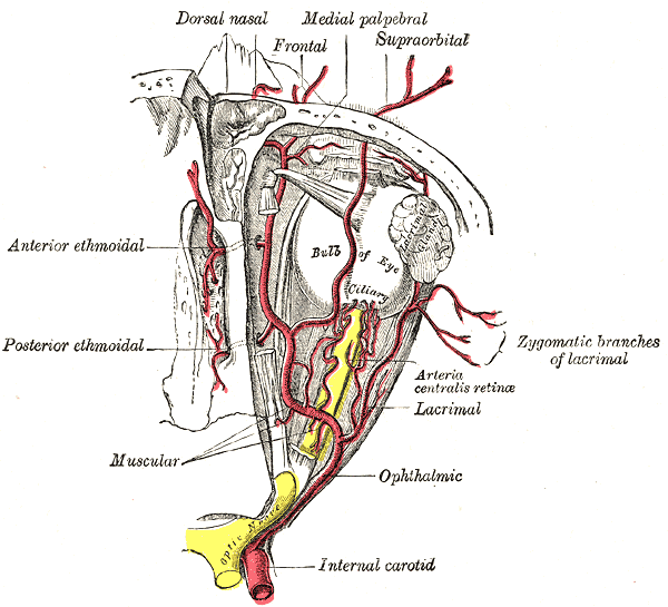<p>Arteries of the Eye, Ophthalmic Artery; Internal Carotid Artery</p>