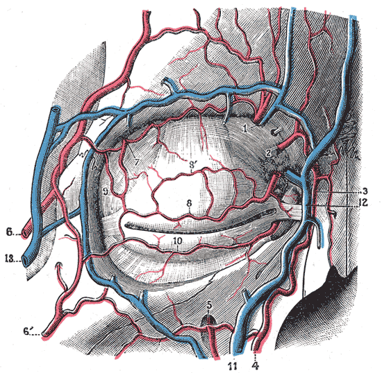 <p>Bloodvessels of the eyelids, front view