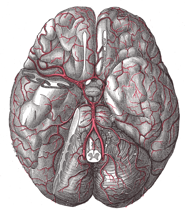 <p>The arteries of the base of the brain</p>