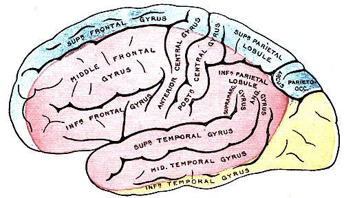 <p>Outer Surface of the Cerebral Hemisphere