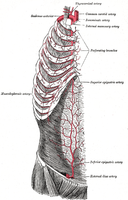 <p>Superficial Arteries of the Chest and Abdomen; Right side, Musculophrenic Artery, Scalenus Anterior, Thyrocervical Artery,