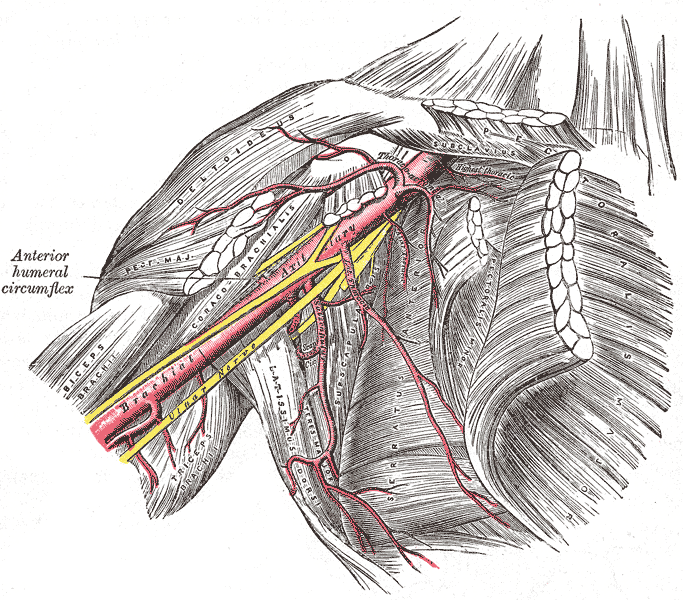 <p>The axillary artery and its branches, Brachial Artery</p>